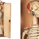 Illustration for article titled 29 Anatomical Models That Will Haunt Your Dreams Tonight